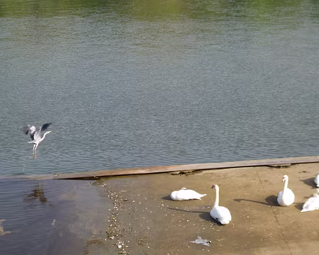 P1210088 Héron et cygnes