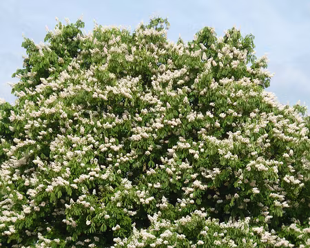 P1210112 Marronnier. Merci à Marie-Claire