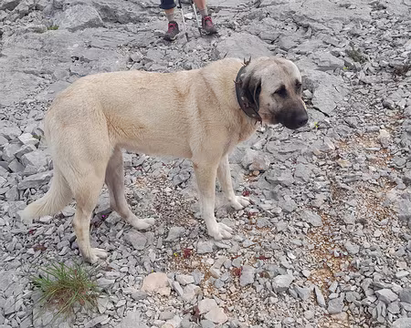 20250420_112223 Bergère d'Anatolie pas agressive