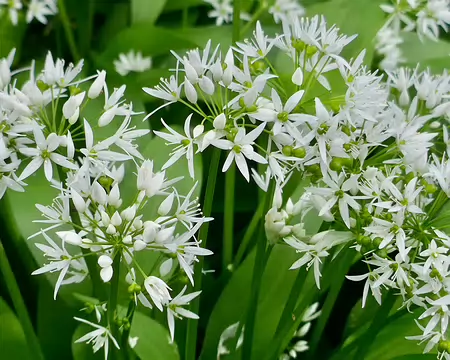 Ail de ours, de près.