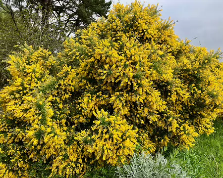 Boule jaune d'ajoncs.