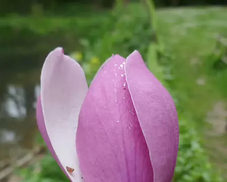 Magnolia grandiflora.