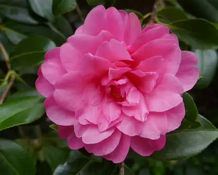 Des dizaines de camélias en fleurs.