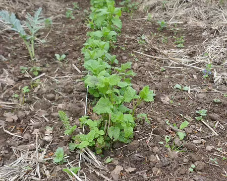 Un plant de menthe s'est en-volé ! Ce n'est pas le seul...
