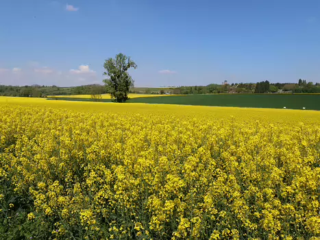 Sylvain Sylvain LR, détail sortie