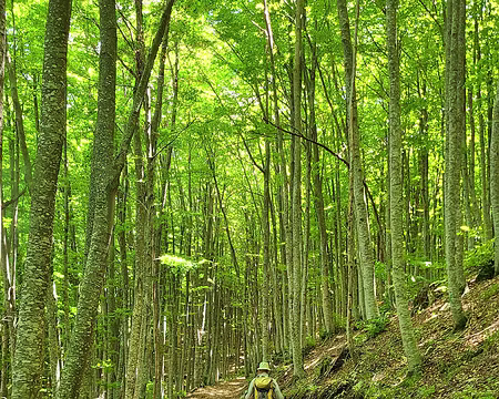 20250530122609 Ce sont d'impressionnantes forêts de hêtres.