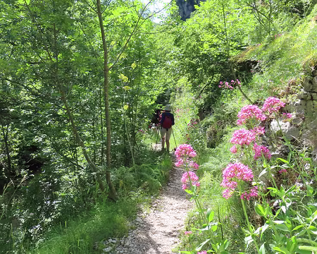 20250530145634 La Valériane pousse dans les Abruzzes