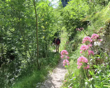 20250530145634 La Valériane pousse dans les Abruzzes