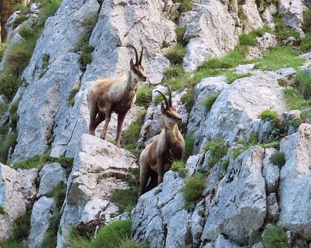 20250531081849 Les chamois des Abruzzes gambadent sur des pentes abruptes