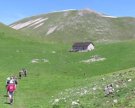 20250602095901 Sur cet alpage, les gens ramassent des épinards sauvages