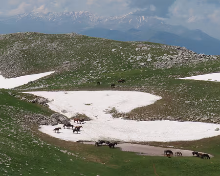 20250602131835 Des chevaux dans la neige...
