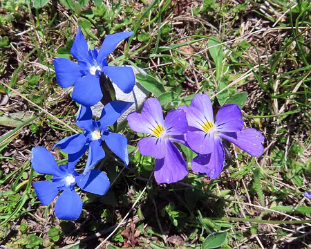 20250604115932 composition bicolore (dont petite gentiane bleue)