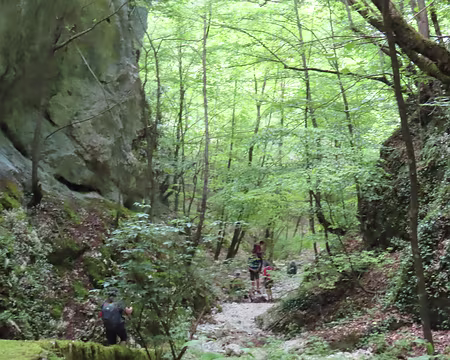 20250604165830 La forêt est envoutante