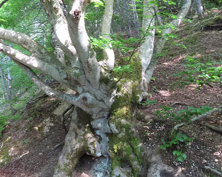 20250604173653 Les hêtres ont des troncs remarquables