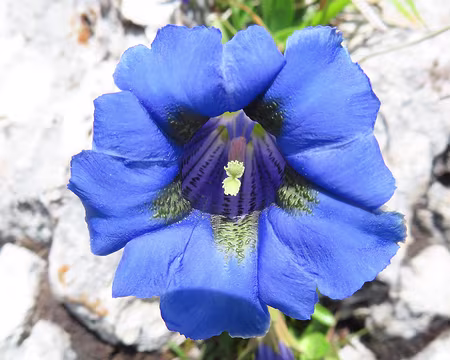 20250605123413 Gentiane à feuilles étroites