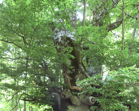 20250605150934 Encore un hêtre remarquable