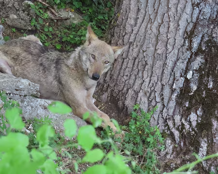 20250605172335 De retour à Civitella Alfadena : le grand parc aux loups (ce sont des loups blessés,qui ont été recueillis)
