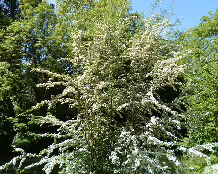 P1210126 Aubépines