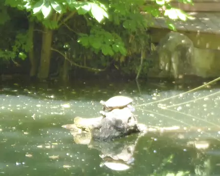 P1210131 Tortue