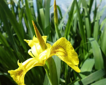 P1210139 Iris d'eau