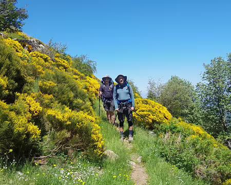 20250530_145950 C'est l'époque des genêts en fleurs