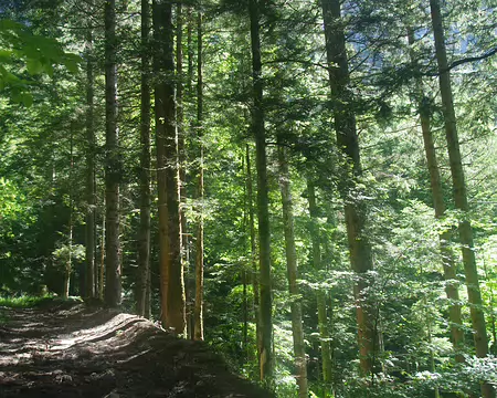 Montée en forêt sur le GR 9 Montée en forêt sur le GR 9