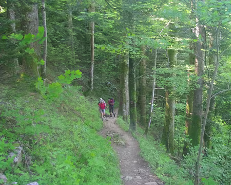 Montée en forêt sur le GR 9 Montée en forêt sur le GR 9