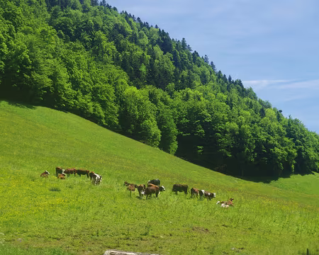 Quittant le monastère de la Grande Chartreuse Quittant le monastère de la Grande Chartreuse