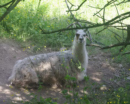 Animal cracheur Animal cracheur