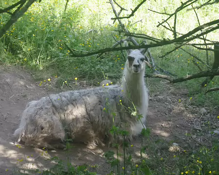 Animal cracheur Animal cracheur