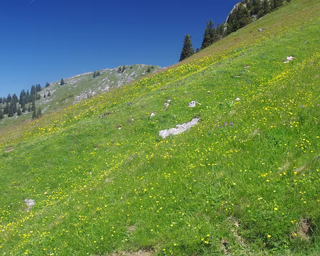 Descente de Charmant Som Descente de Charmant Som