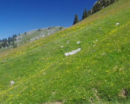 Descente de Charmant Som Descente de Charmant Som