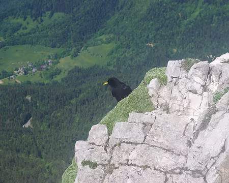 Chocard à bec jaune Chocard à bec jaune