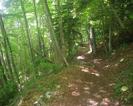 Descente en forêt Un traileur supersonique a tenté d’y faire pousser des barres de céréales...