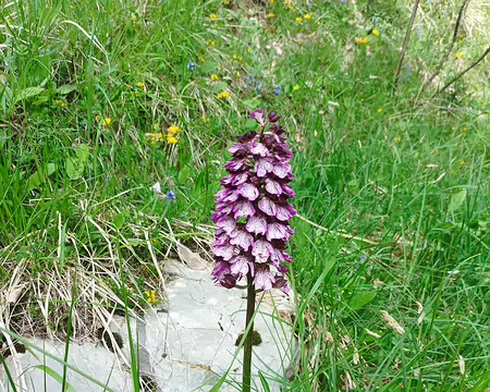 031 Orchis Pourpre
