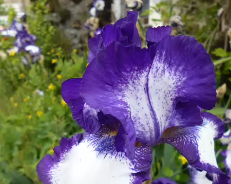 P1210160 Iris