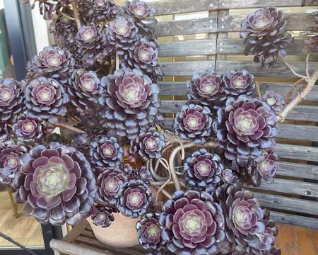 Aéonium pourpre géant.