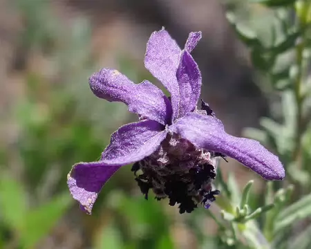 Lavande Papillon.