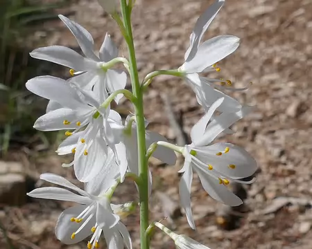 Phalangère à fleure de lis.