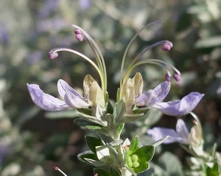 Germandrée arbustive.