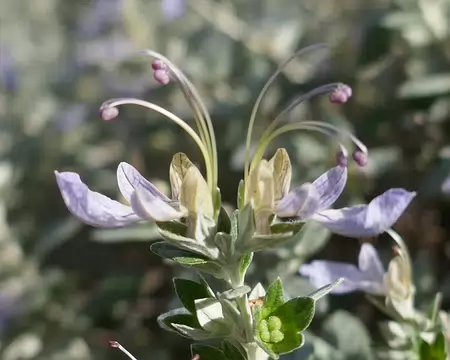 Germandrée arbustive.