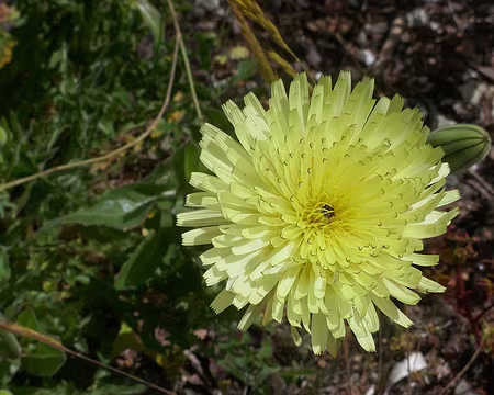 Lampistrelle commune.