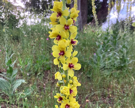 Qui voit cette molène ne voit pas forcément sa peine...