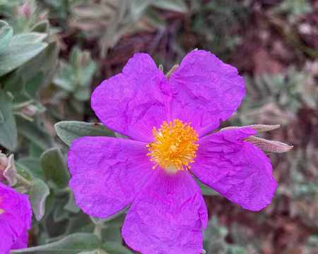 Ciste cotonneux (ou crépu ?)