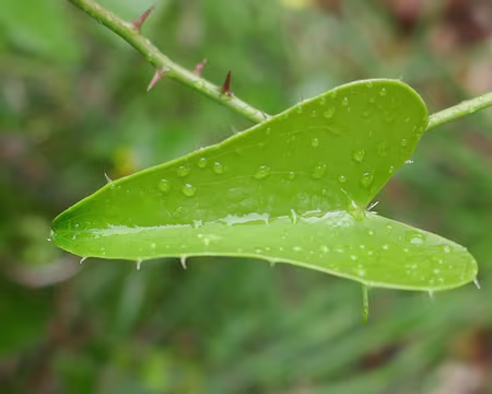 Feuille de salsapareille, l'aliment préféré des Schtroumpfs.