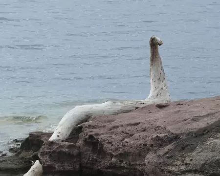 Le monstre du Loch Ness, se trouvant trop pâlot, est venu bronzer dans le Var.