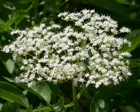Corymbe de sureau