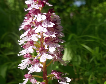 Orchis pourpre.
