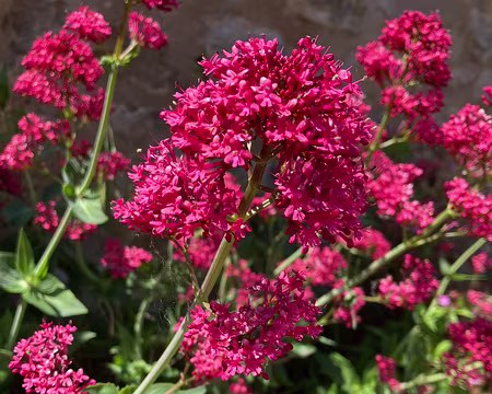 Valériane des jardins.