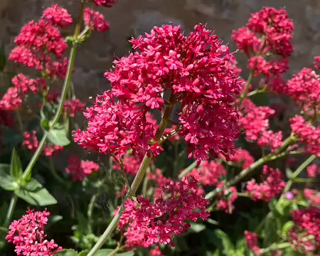 Valériane des jardins.